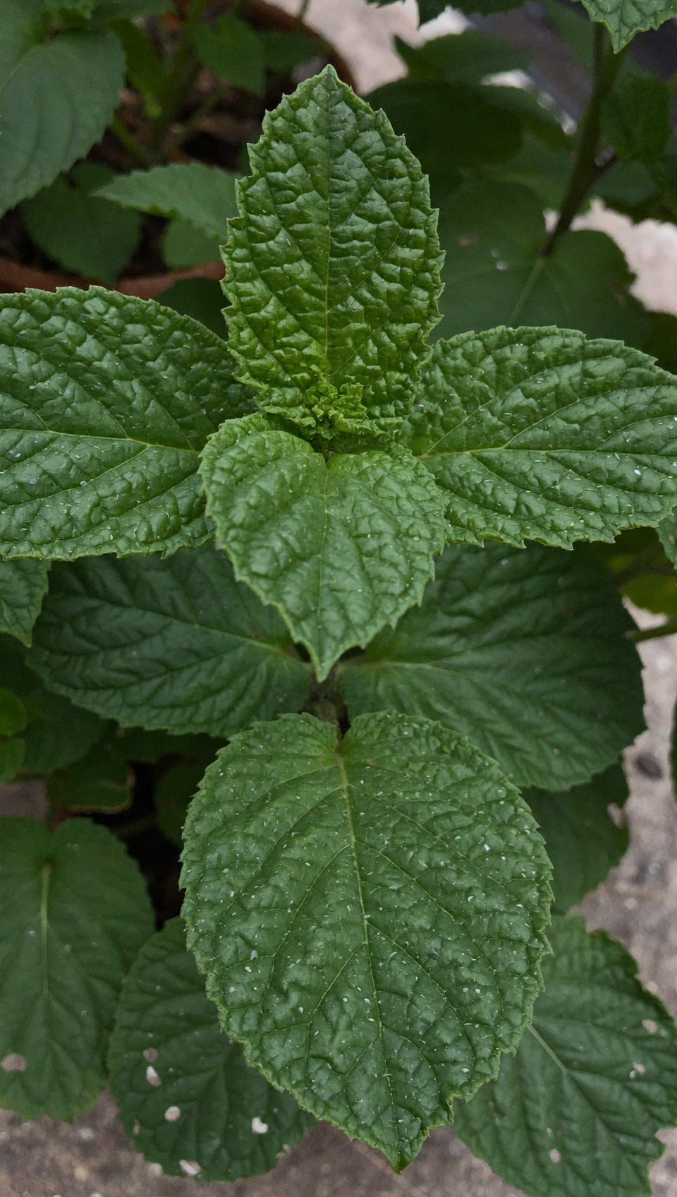 Fresh peppermint leaves