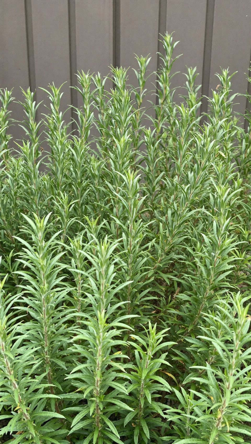 Fresh rosemary herb