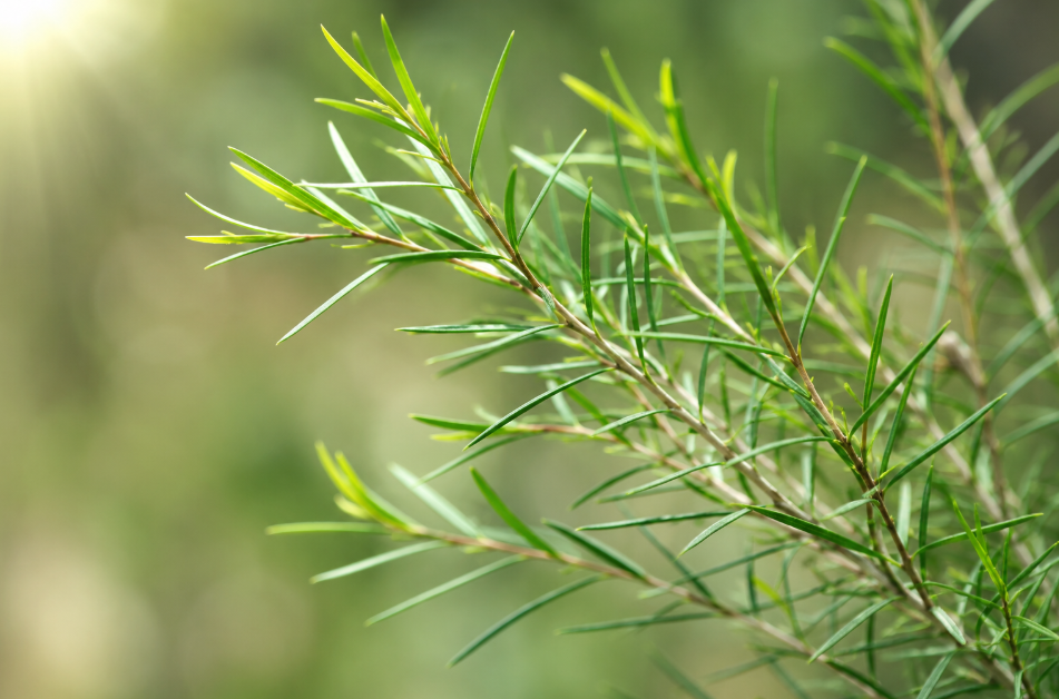 Tea tree (Melaleuca alternifolia) leaves